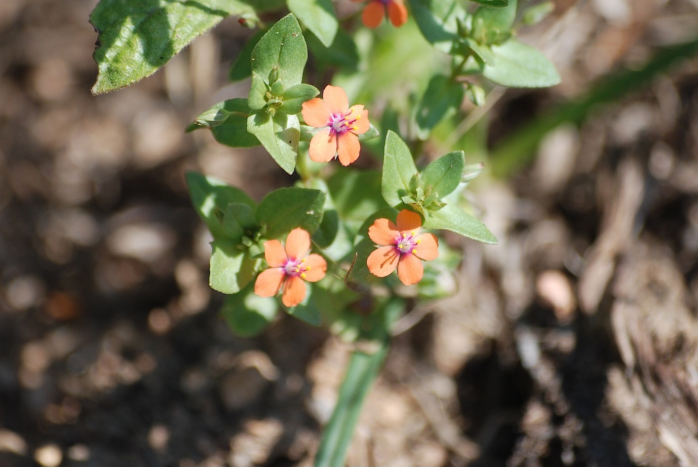 Lysimachia (=Anagallis) arvensis